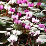 Flower bulbs Winter-flowering cyclamen