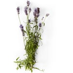 Nachfüller zu Naturseife Soeder Lavendel-Salbei-Rosmarin