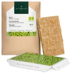 Microgreens-Saatpad Senf