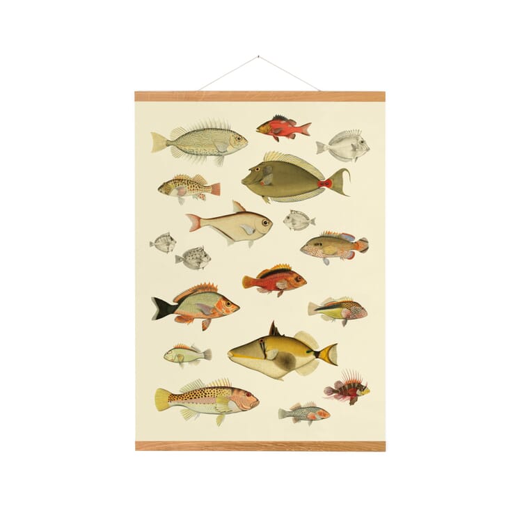 Picture rail oak wood magnetic, Width 50 cm
