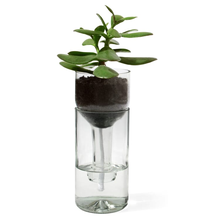 Planter Self Watering Bottle, Colorless