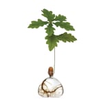 Germination jar holly 10 x 10 cm