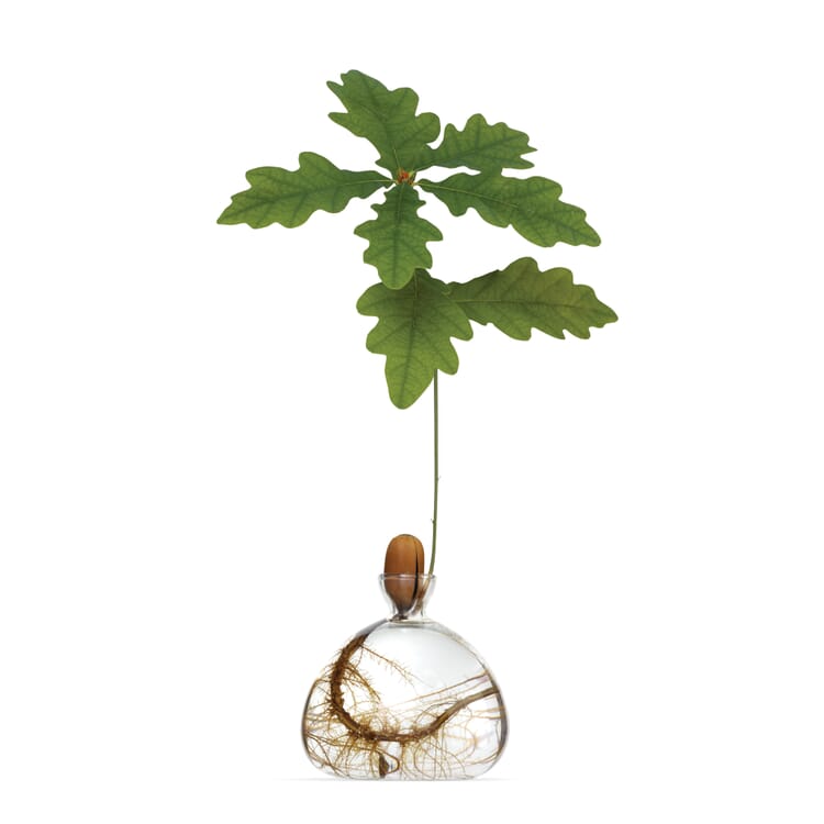 Germination jar holly, 10 x 10 cm