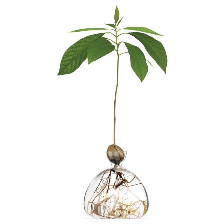 Germination jar holly, 15 x 15 cm